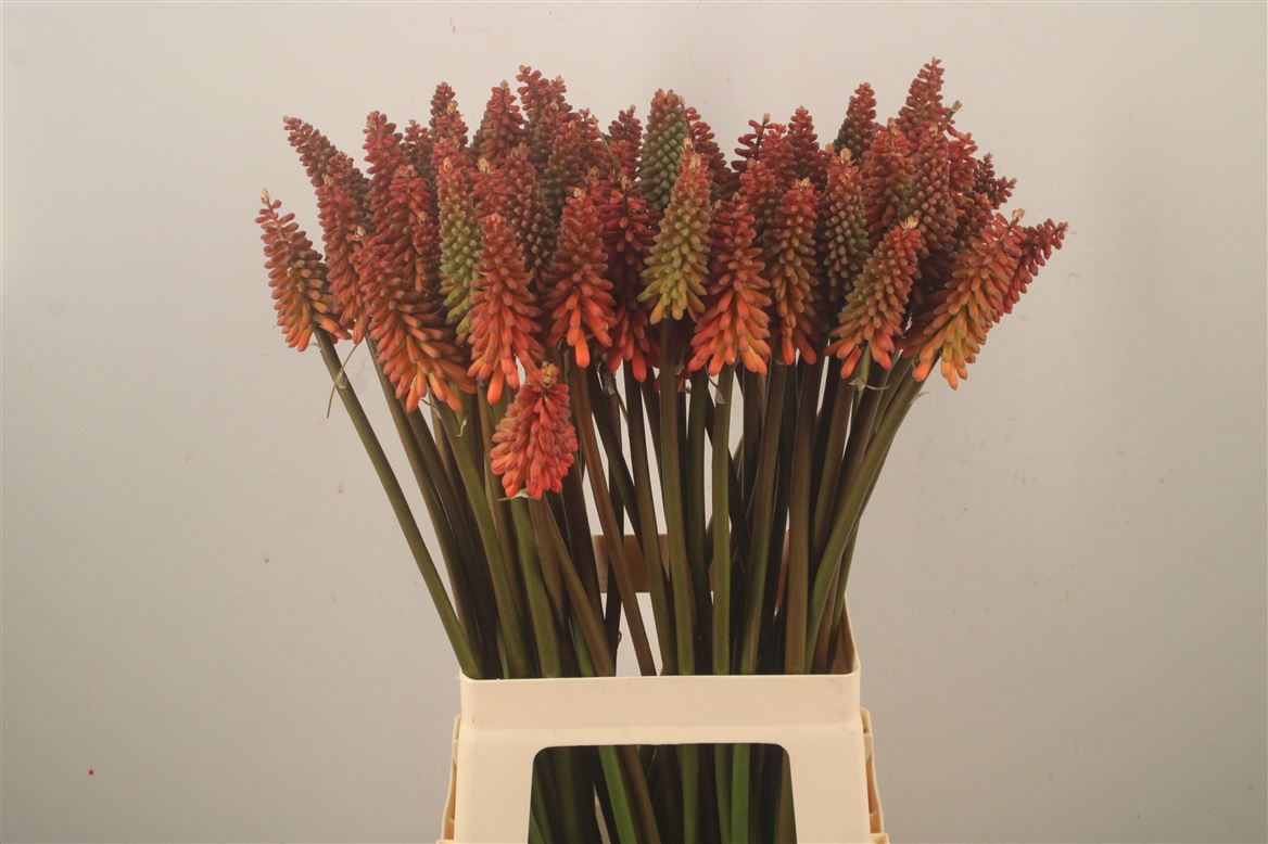 Kniphofia Alcazar 75cm