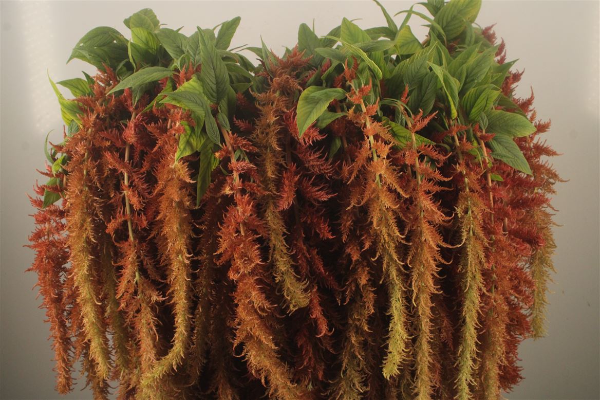 Amaranthus Caudatus Brown Spider 80cm