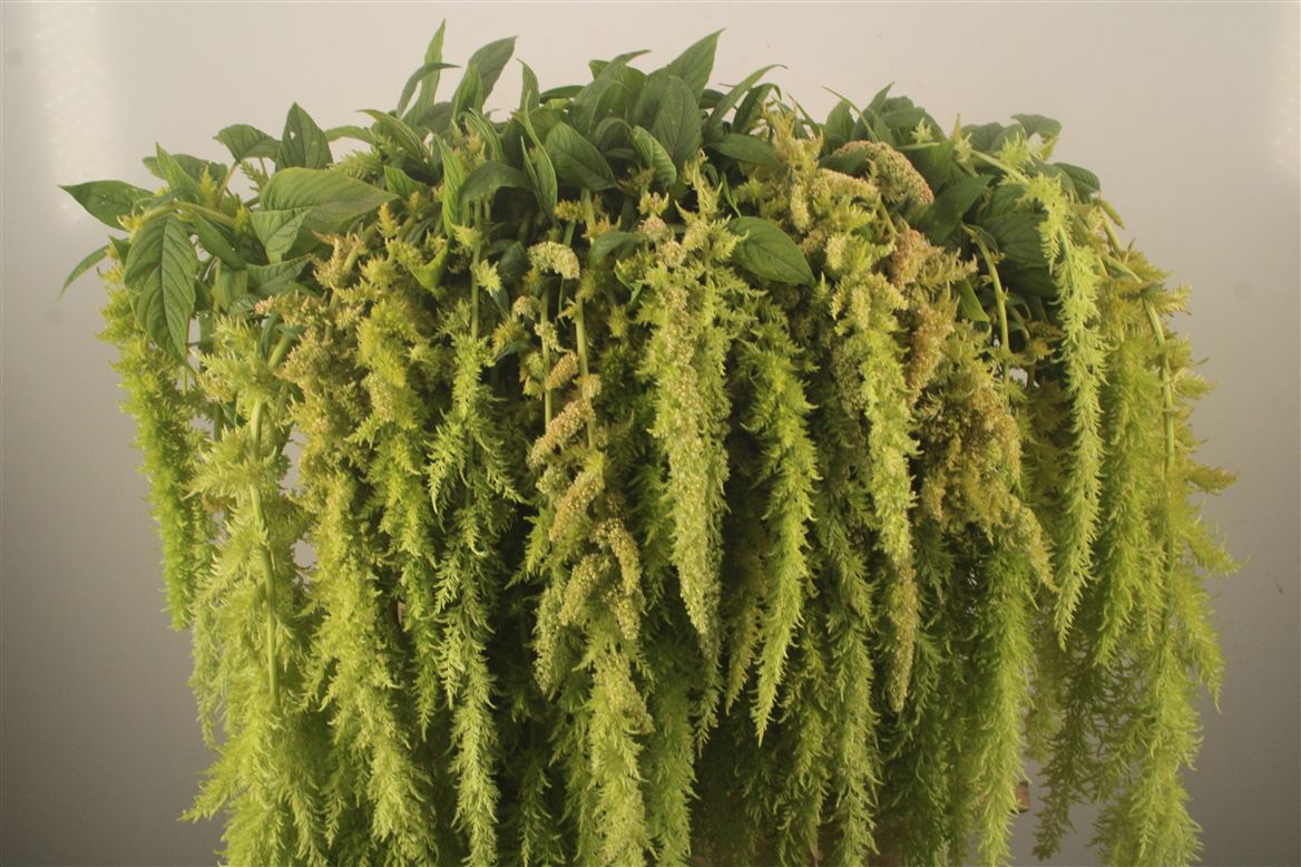 Amaranthus Caudatus Green Spider 80cm
