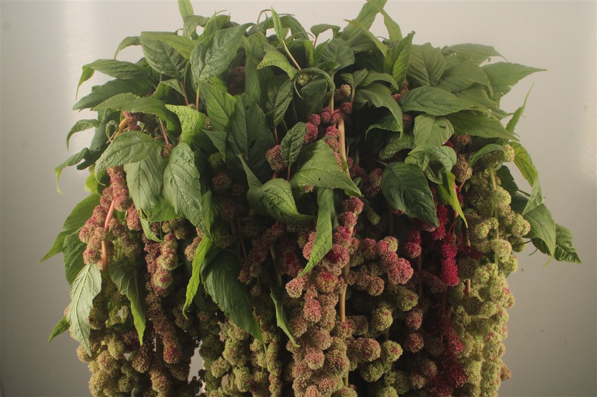 Amaranthus Caudatus Mira 75cm