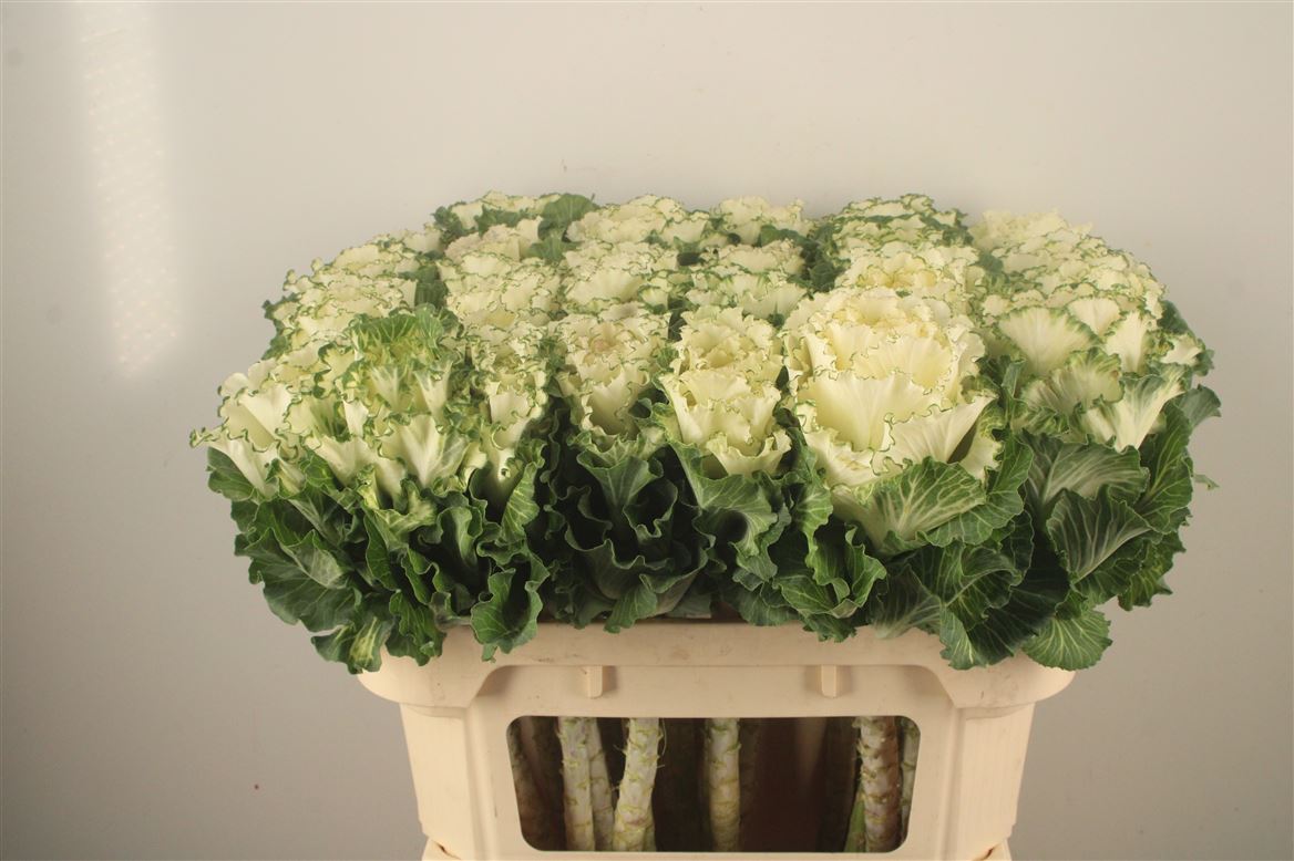 Brassica White Lady 70cm