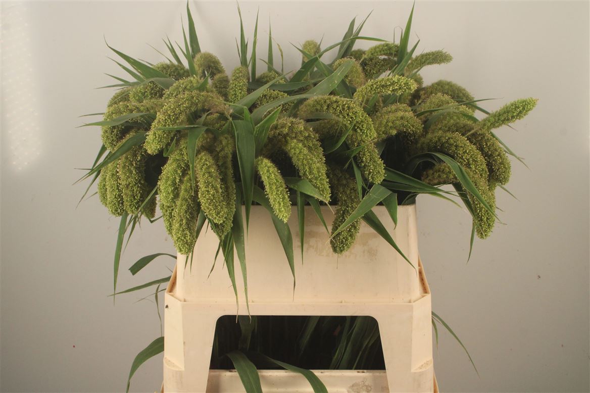 Setaria Italica Volle Melk 80cm