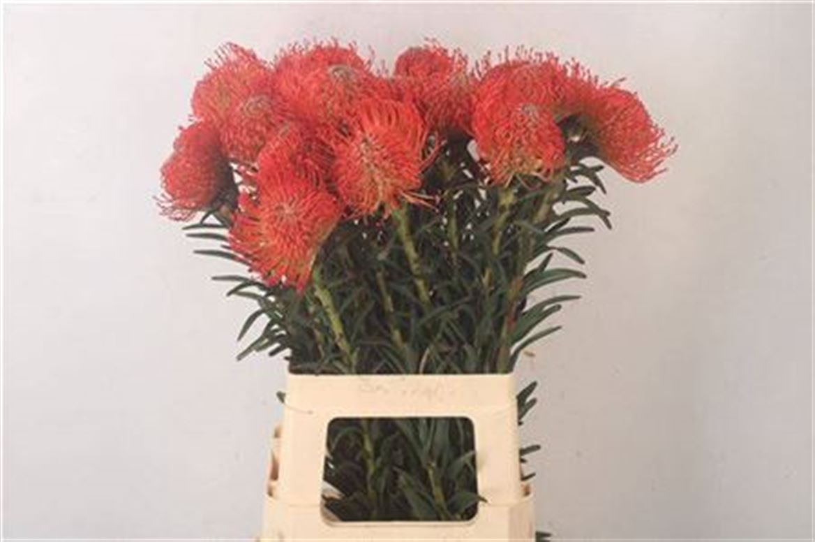 Leucospermum Succession 70cm