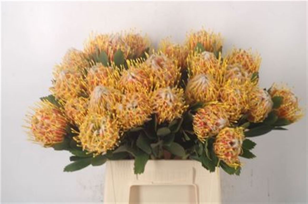 Leucospermum Veldfire 40cm