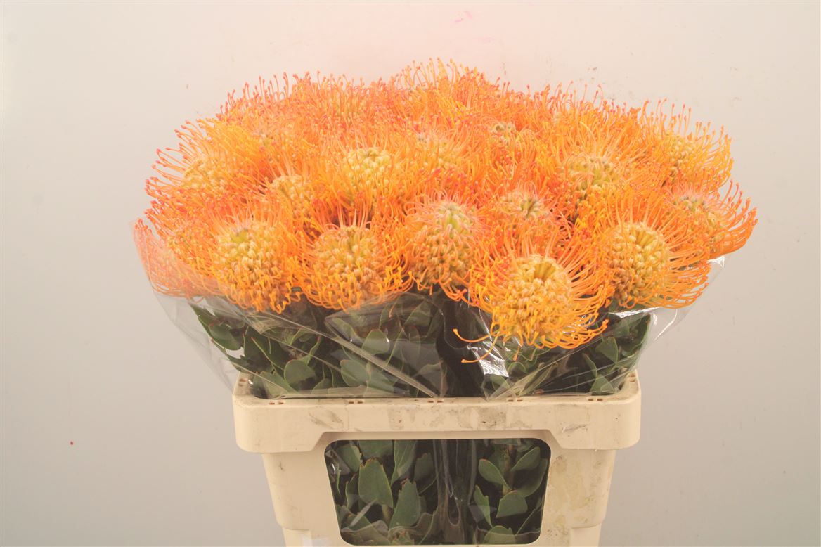 Leucospermum Queen Juliana 60cm