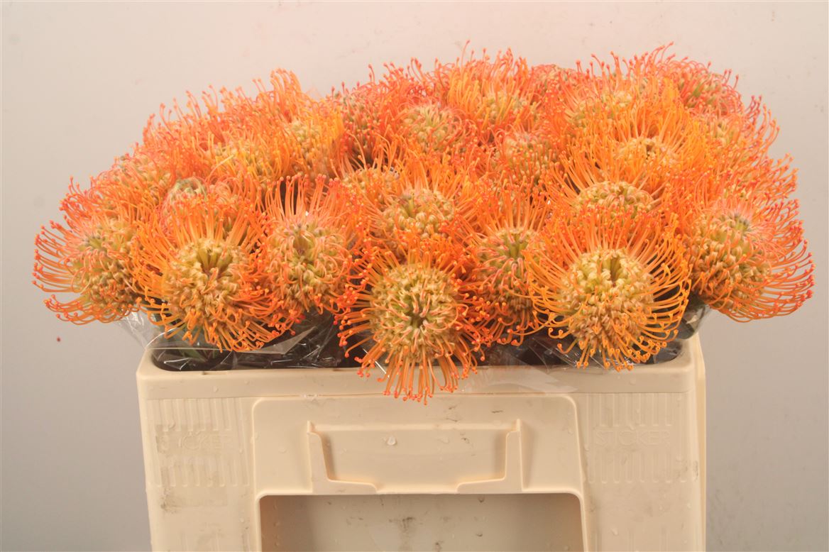 Leucospermum Queen Juliana 50cm