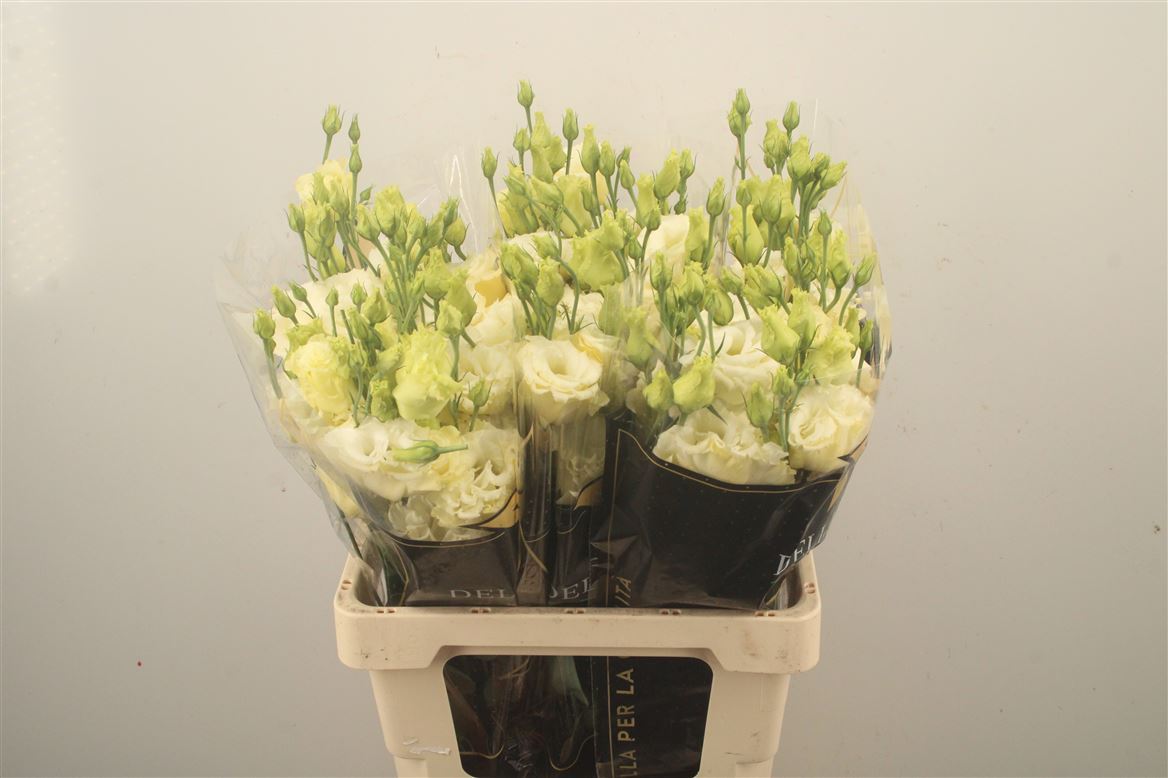 Eustoma Double Corelli Yellow 72cm