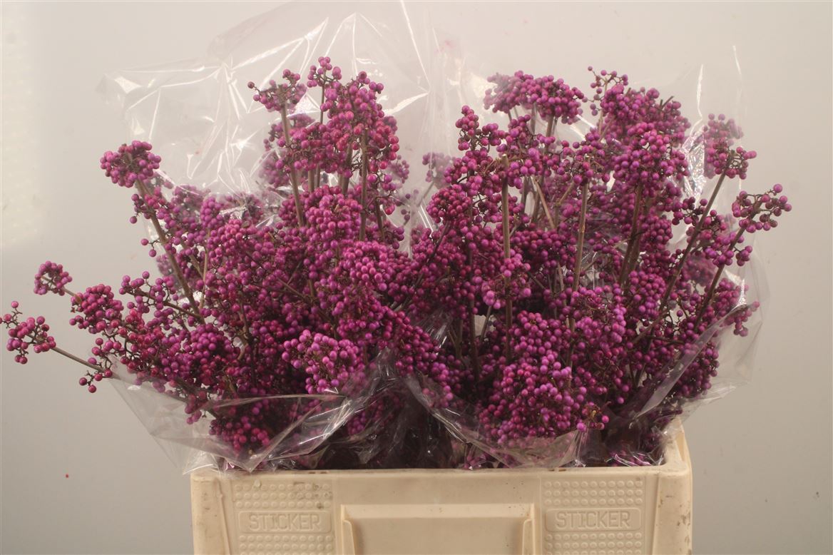 Callicarpa Bodinieri Profusion 60cm