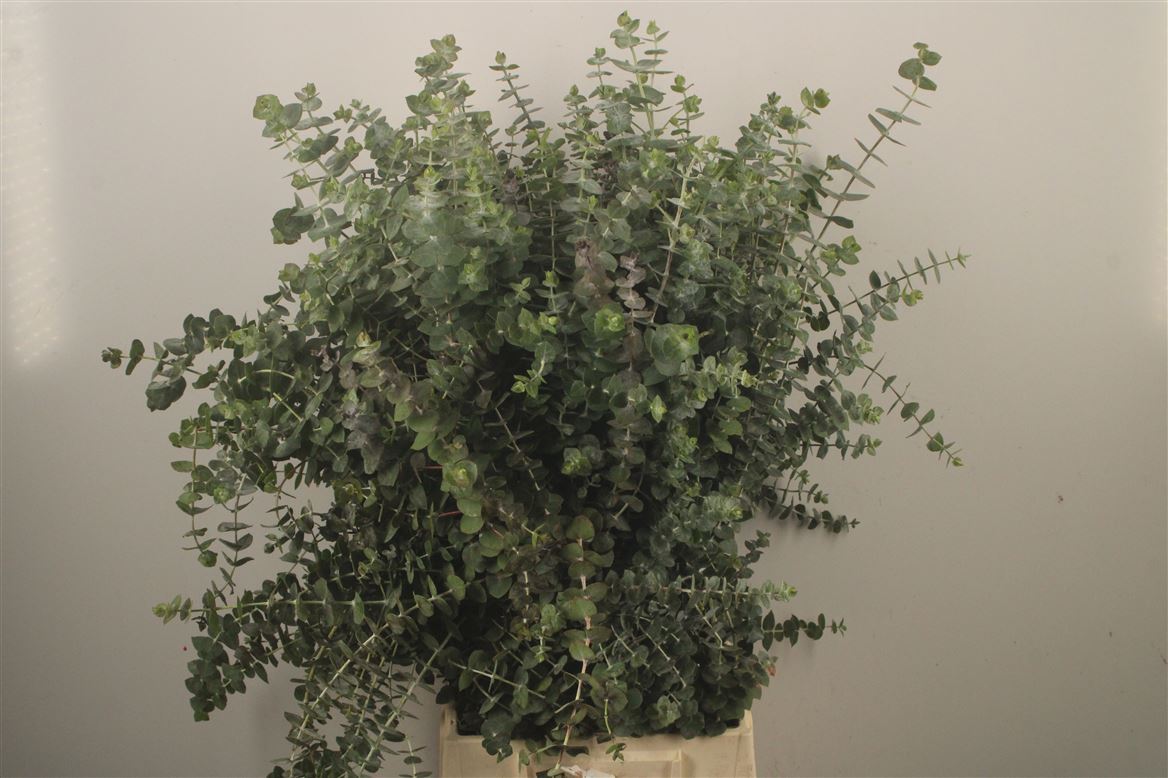 Eucalyptus Baby Blue Per Bunch 70cm 300gr.