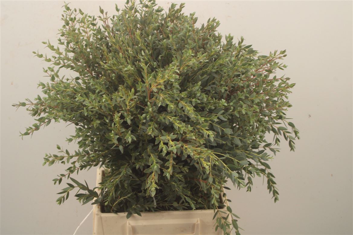 Eucalyptus Parvifolia 50cm 150gram