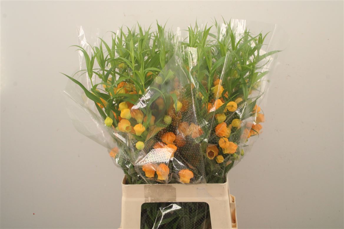 Sandersonia Aurantiaca 70cm