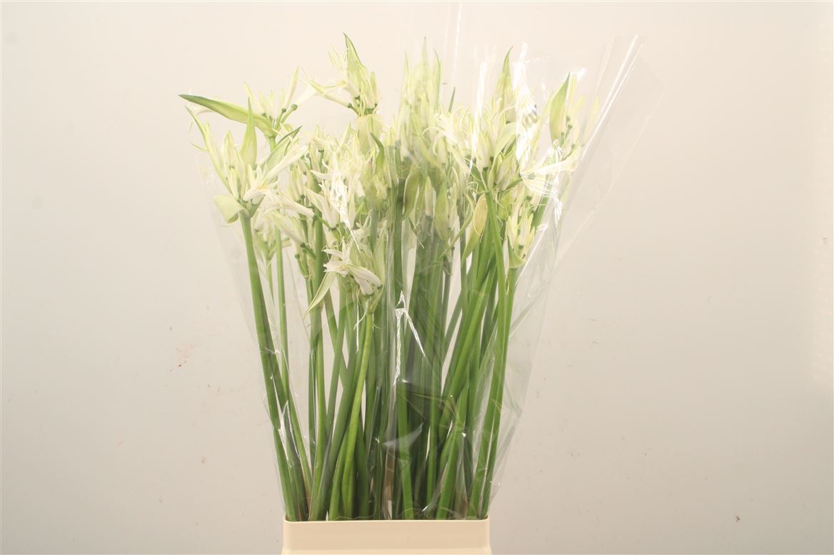 Nerine Like A Virgin 80cm
