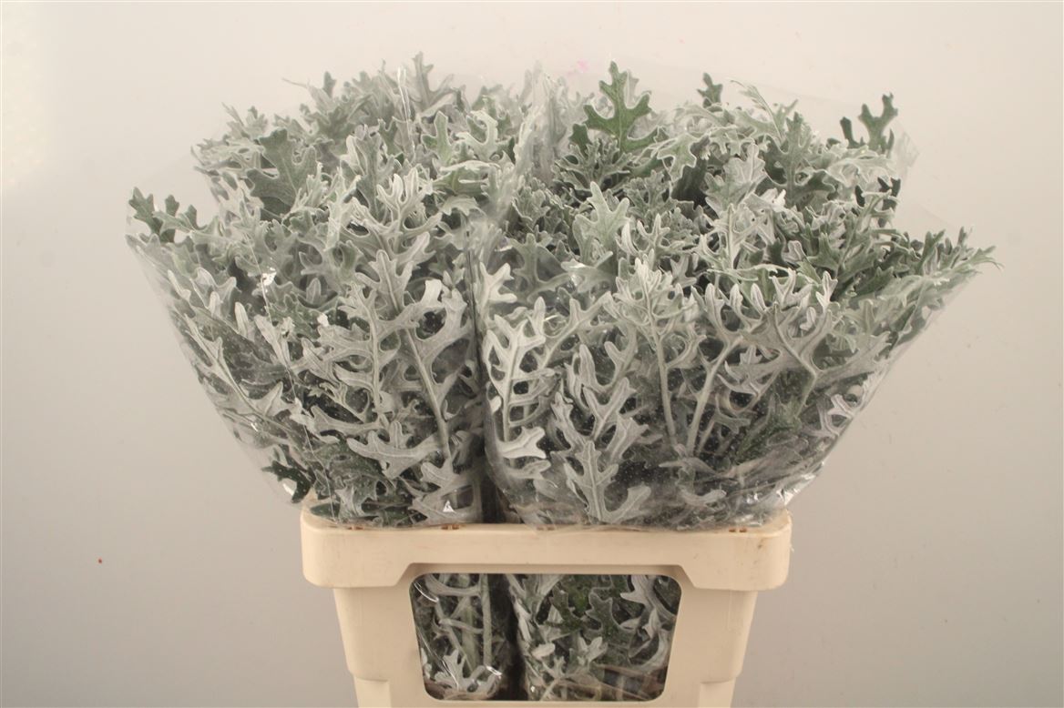 Jacobaea Senecio Maritima 60cm