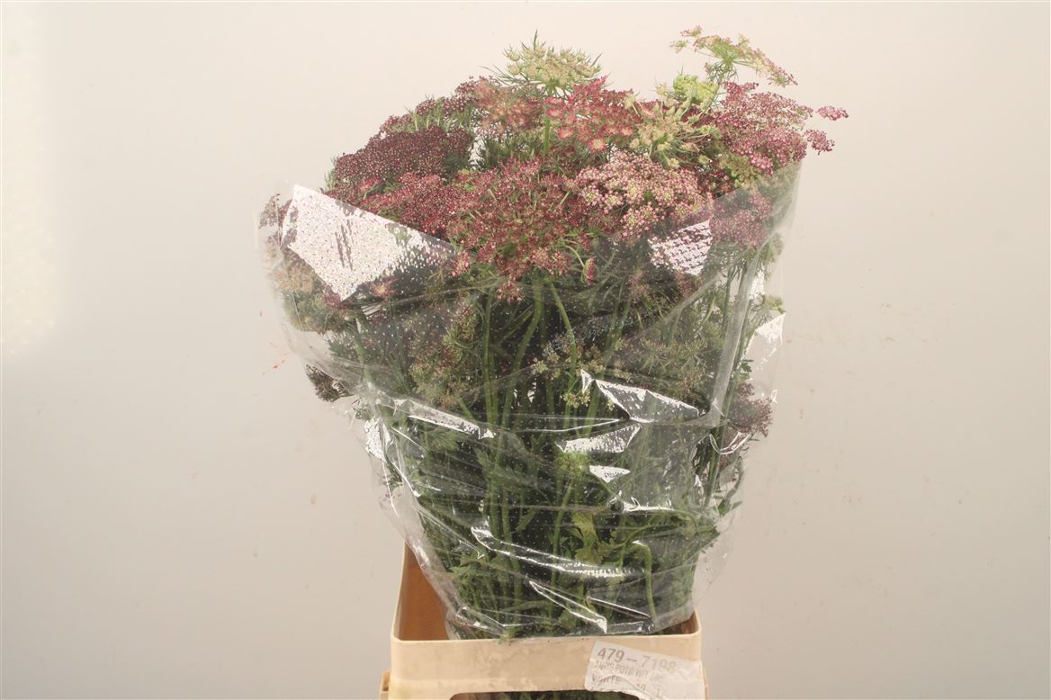 Daucus Carota Dara 75cm