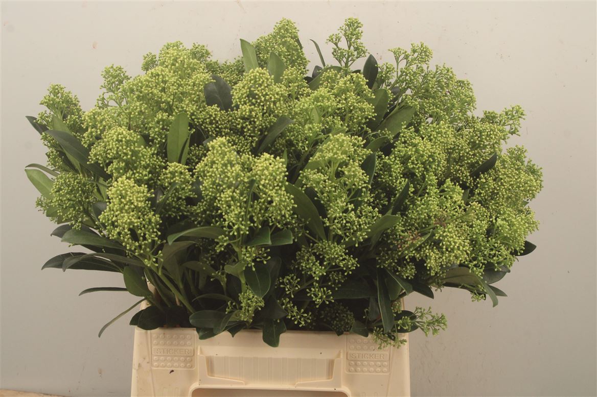 Skimmia Japonica Yuki Per Bunch 45cm