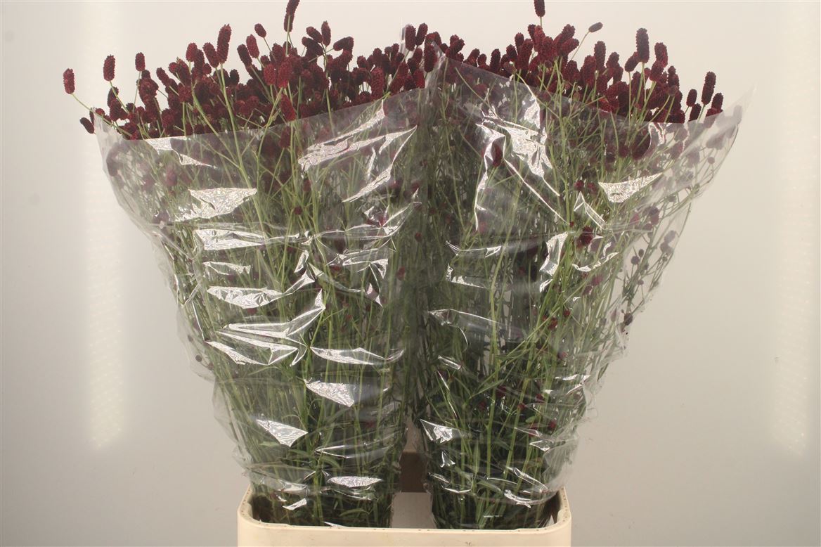 Sanguisorba Officinalis Royal Star 100cm