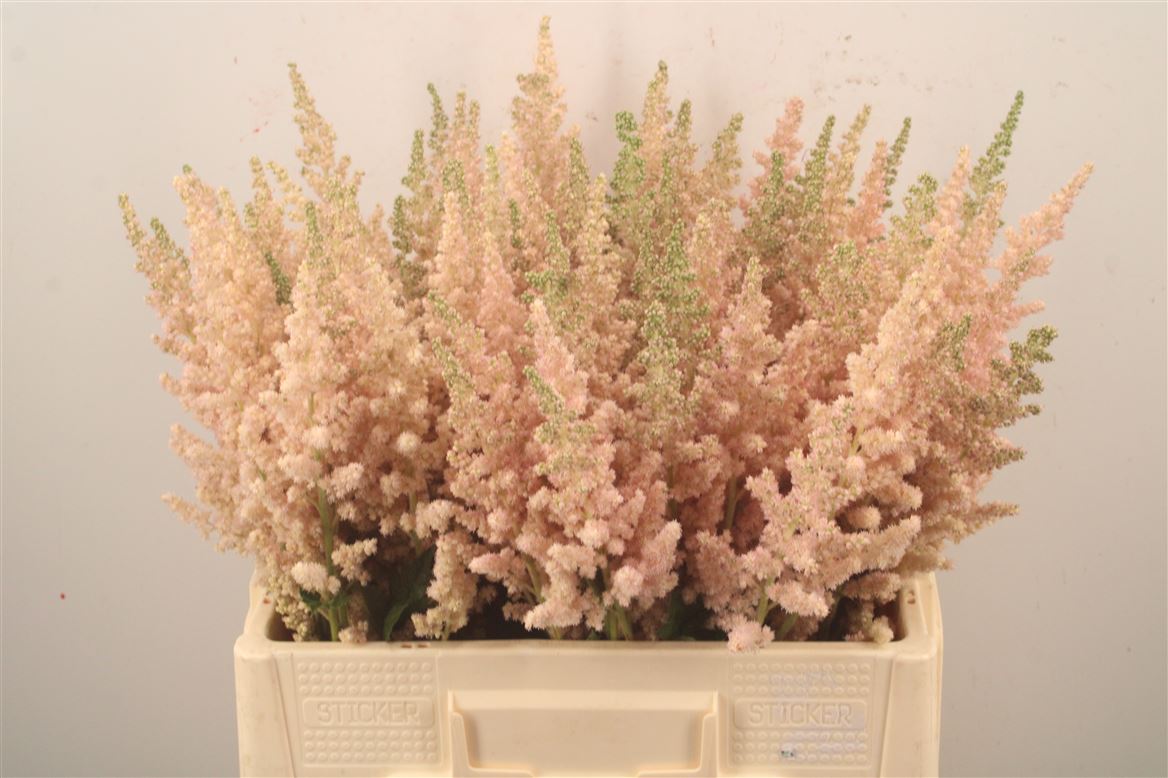 Astilbe Vision Inferno 60cm