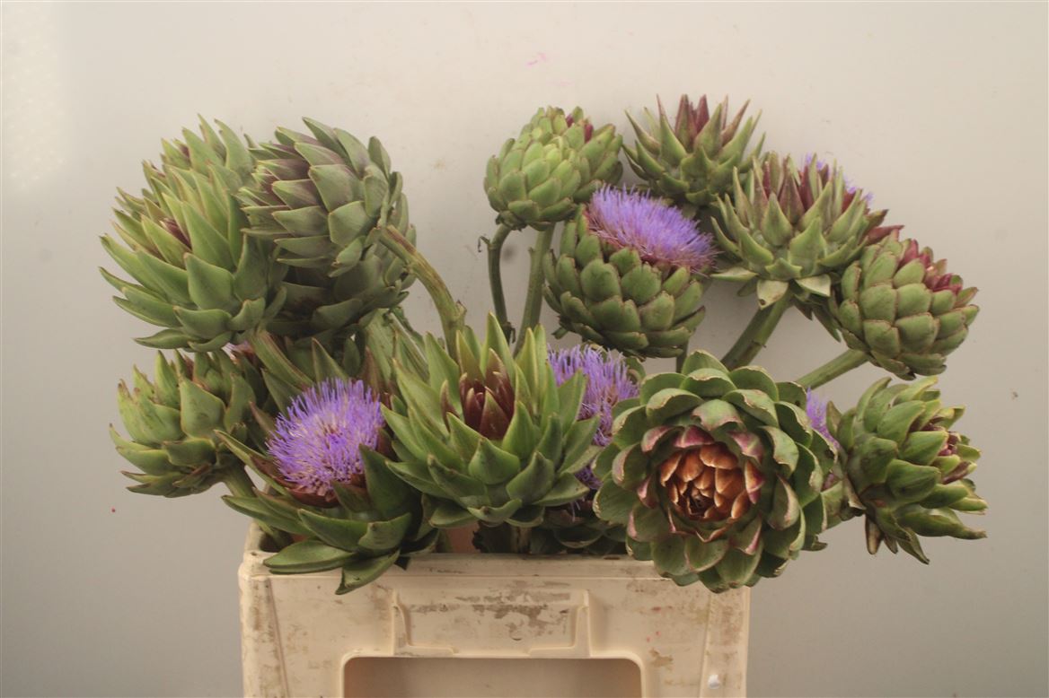 Cynara Green Globe 70cm