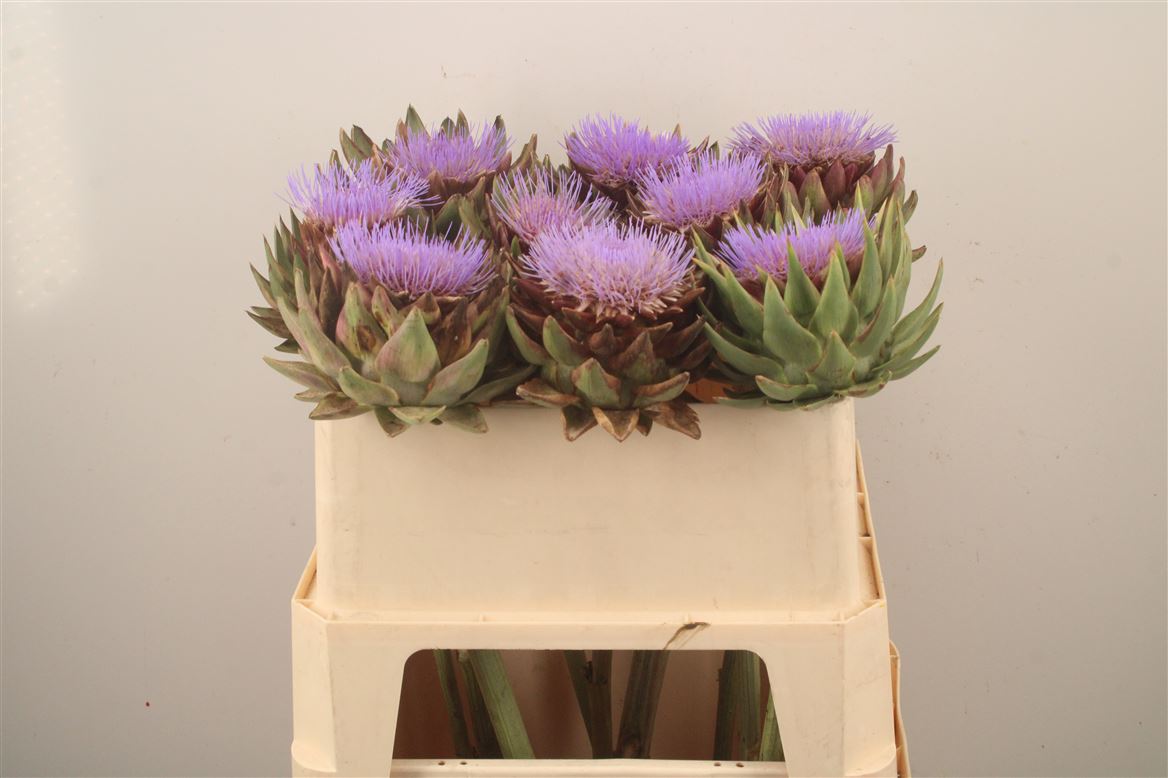 Cynara Scolymus 70cm