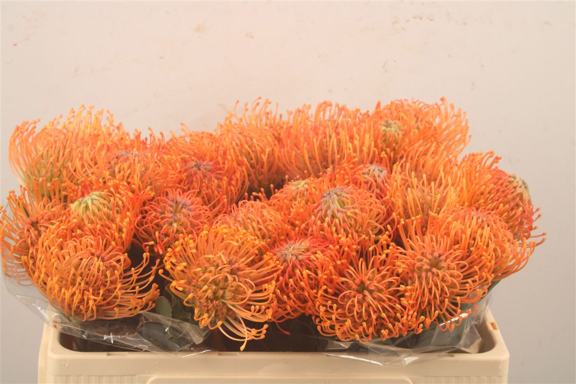 Leucospermum Ayoba Mandarin Zest 50cm