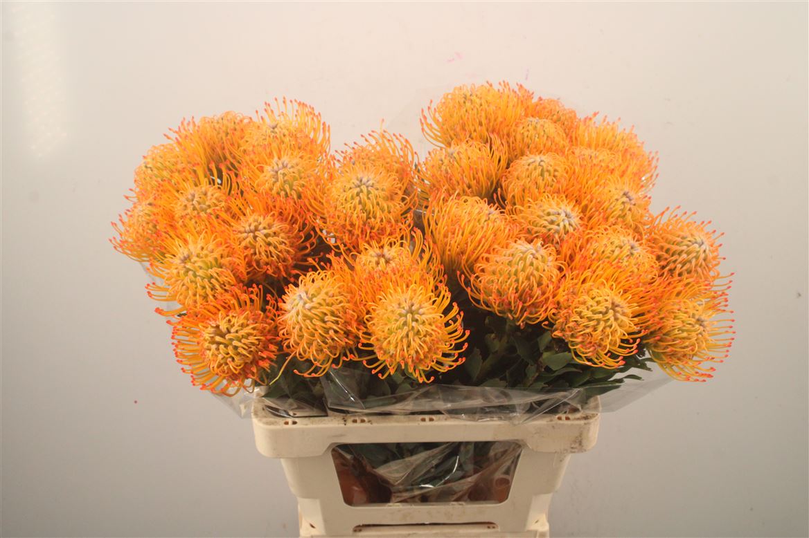 Leucospermum Ayoba Sun 60cm