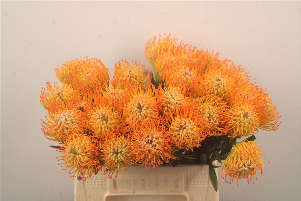 Leucospermum Ayoba Sun 40cm