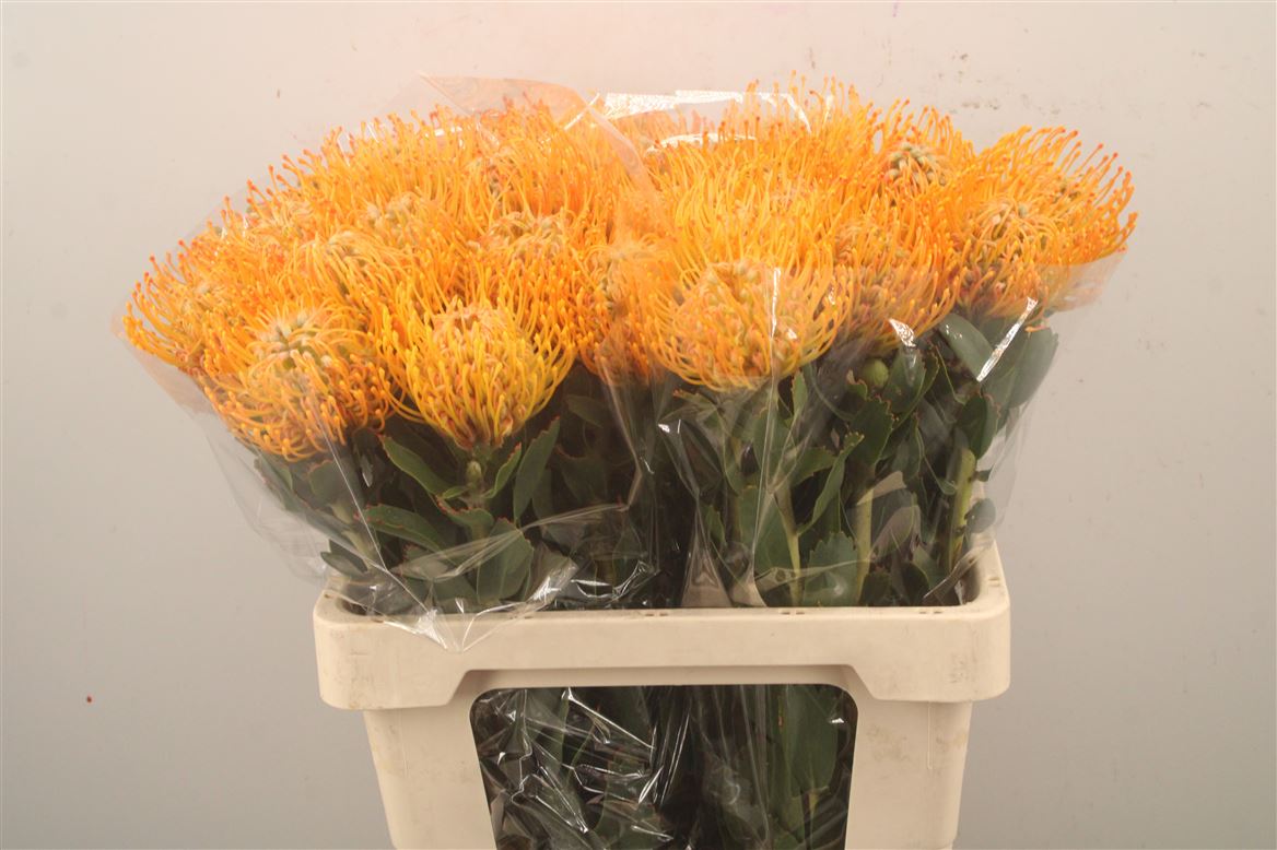 Leucospermum Soleil 60cm