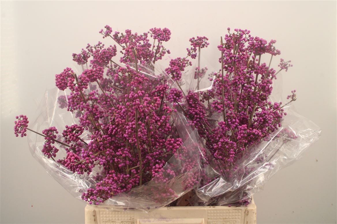 Callicarpa Bodinieri Profusion 70cm