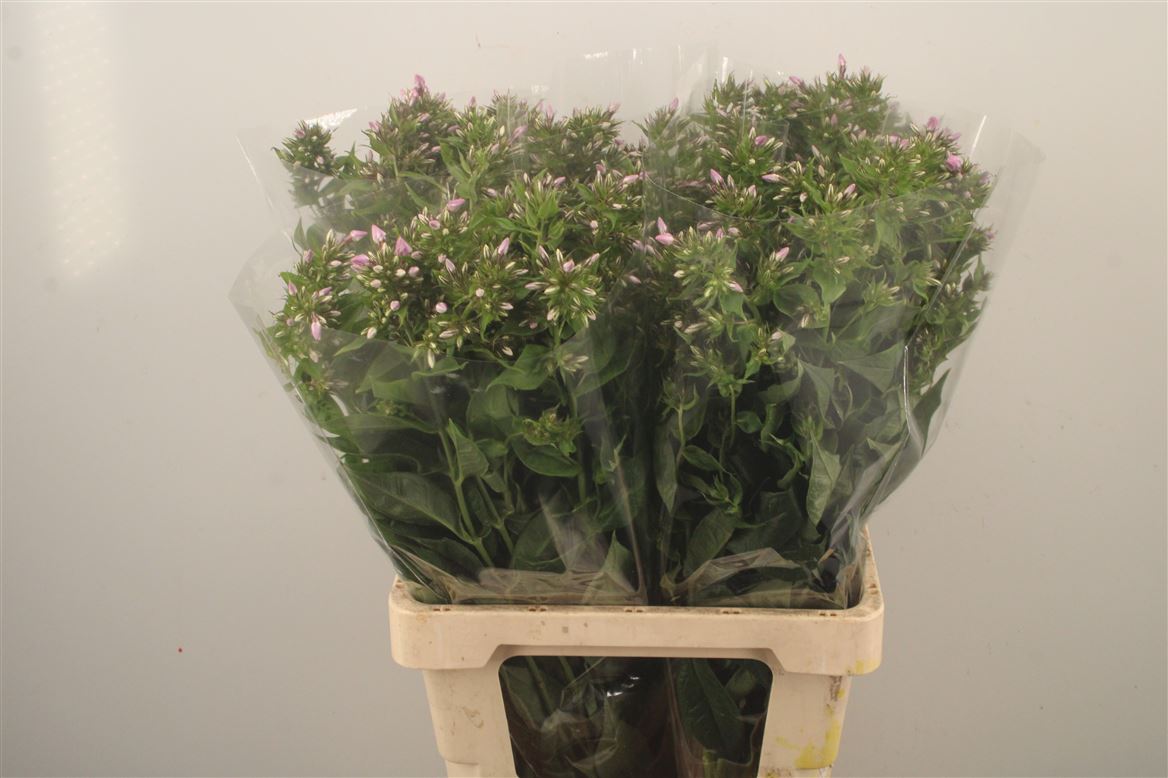 Phlox Kiki 70cm