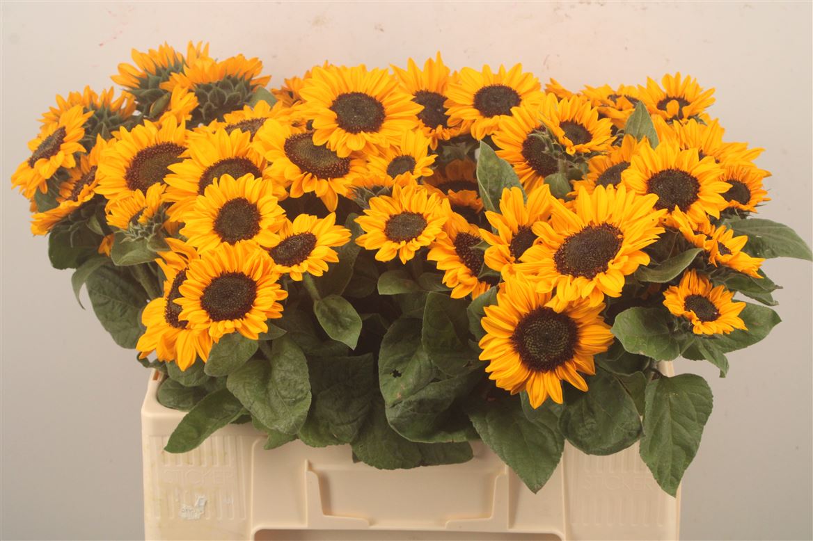Helianthus Sonja 55cm 7cm Hd