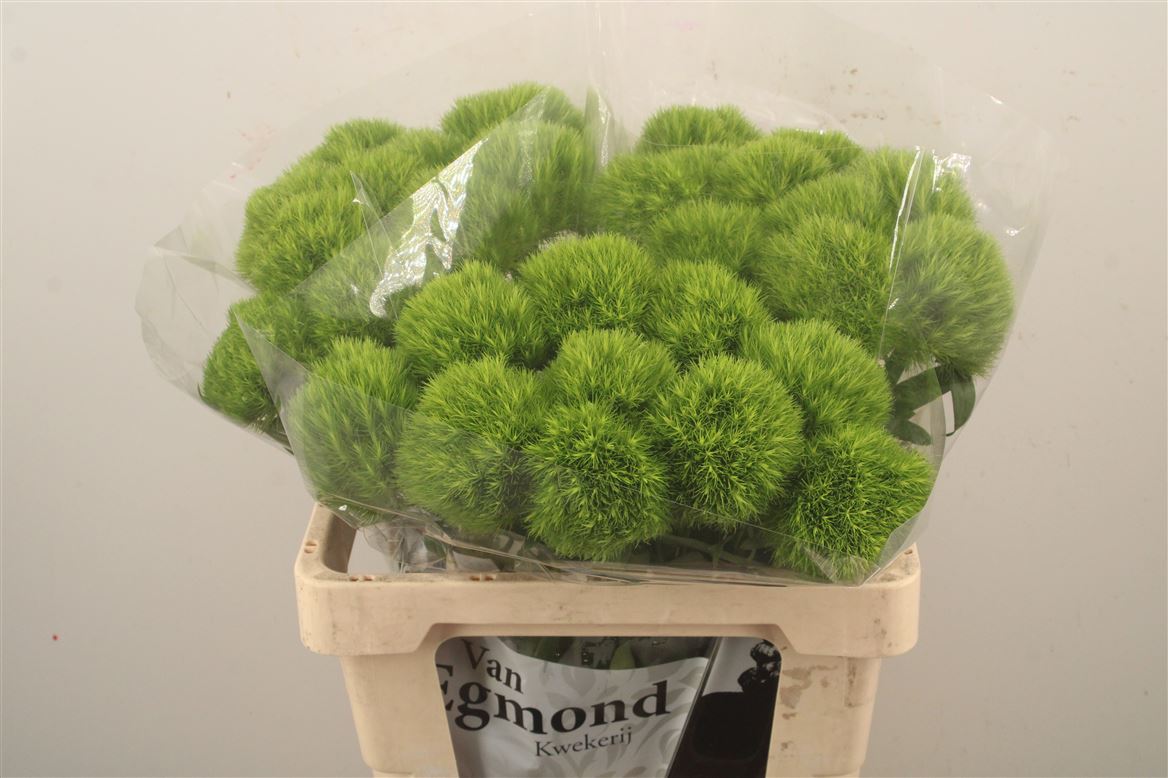 Dianthus Barb Kiwi Mellow 60cm