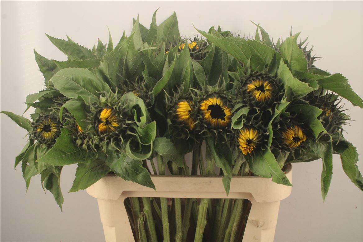 Helianthus Sunrich Orange 80cm 12cm Hd