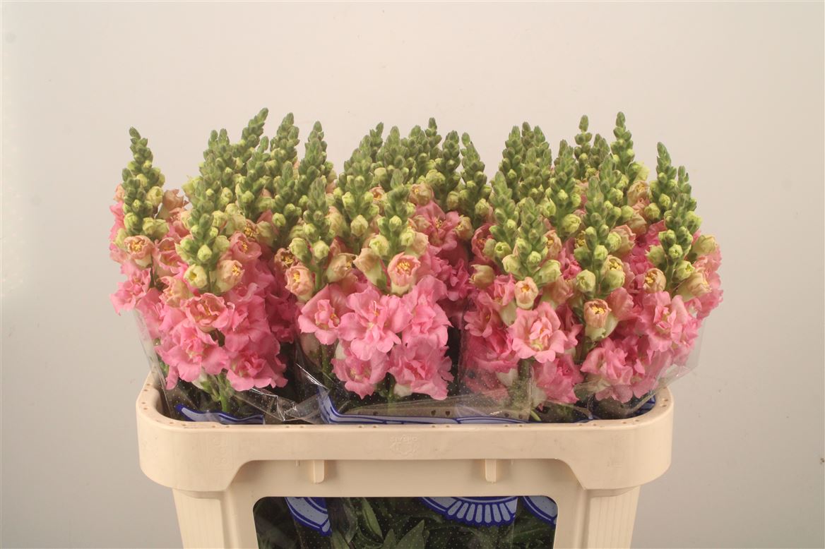 Antirrhinum Holly Double Pink 75cm