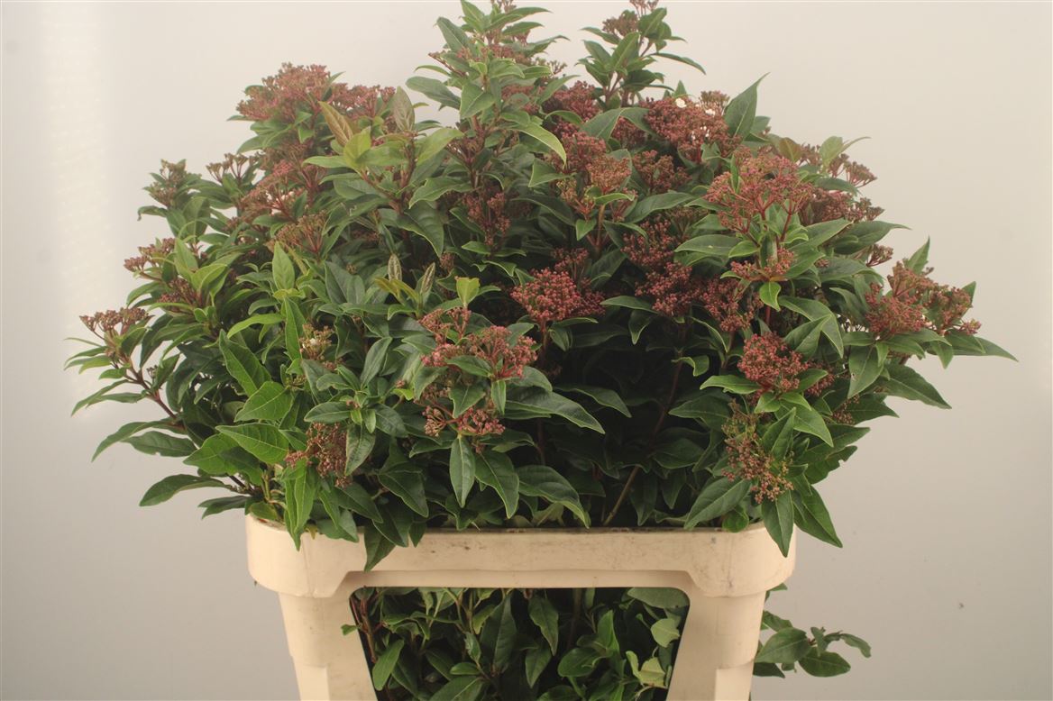 Viburnum Tinus Red Spirit 80cm
