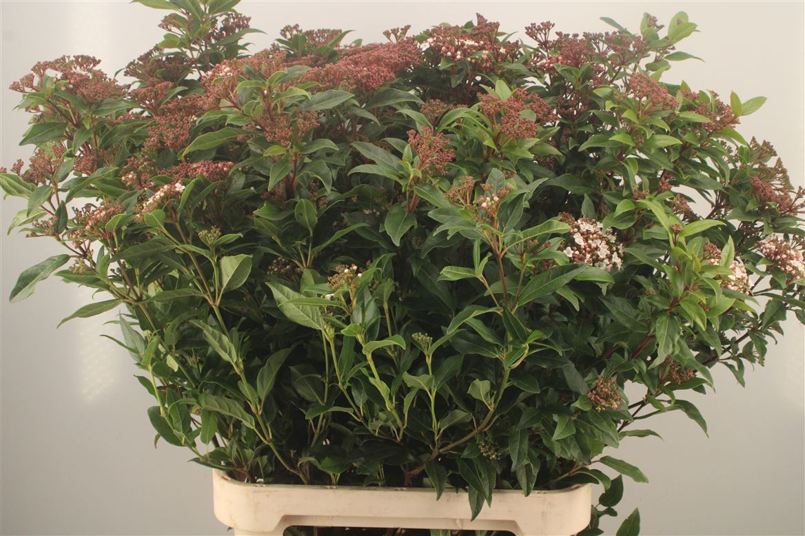 Viburnum Tinus Red Spirit 100cm