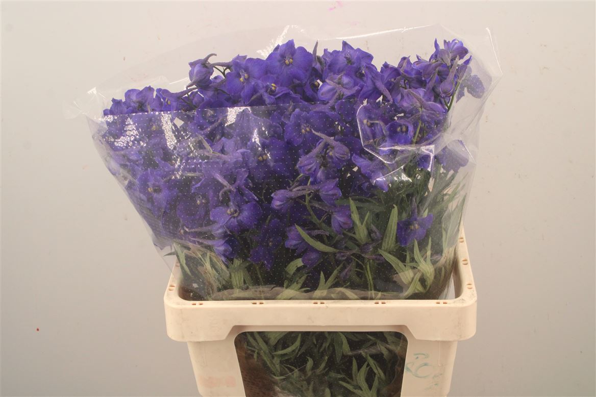 Delphinium Single Atlantis 60cm