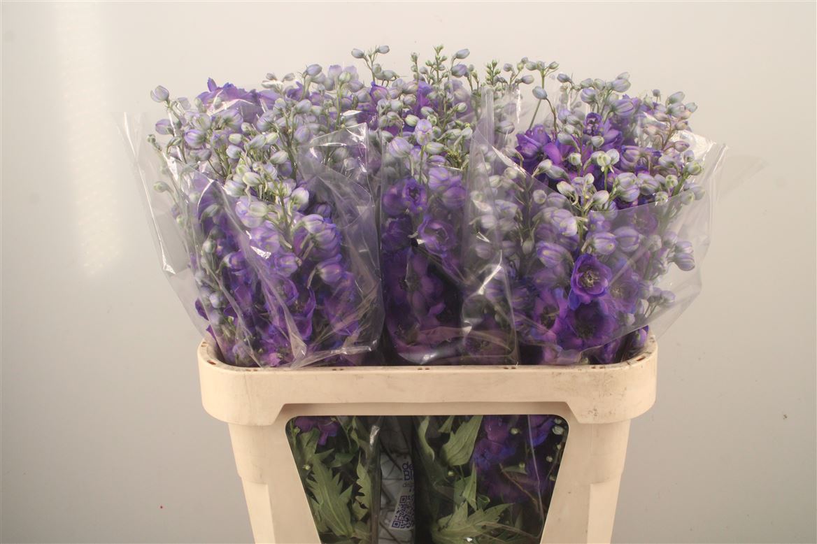 Delphinium Double Delphi's Jewel 80cm