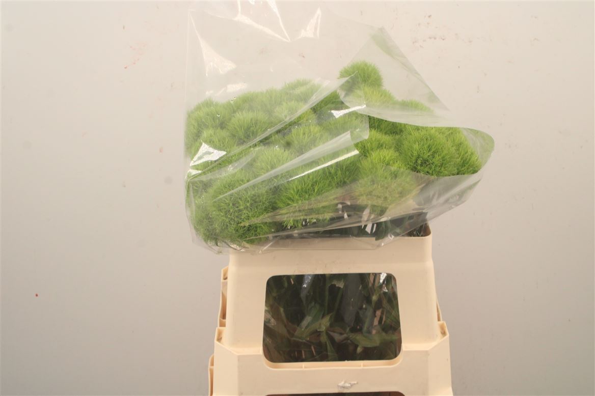 Dianthus Barb Green Trick 55cm