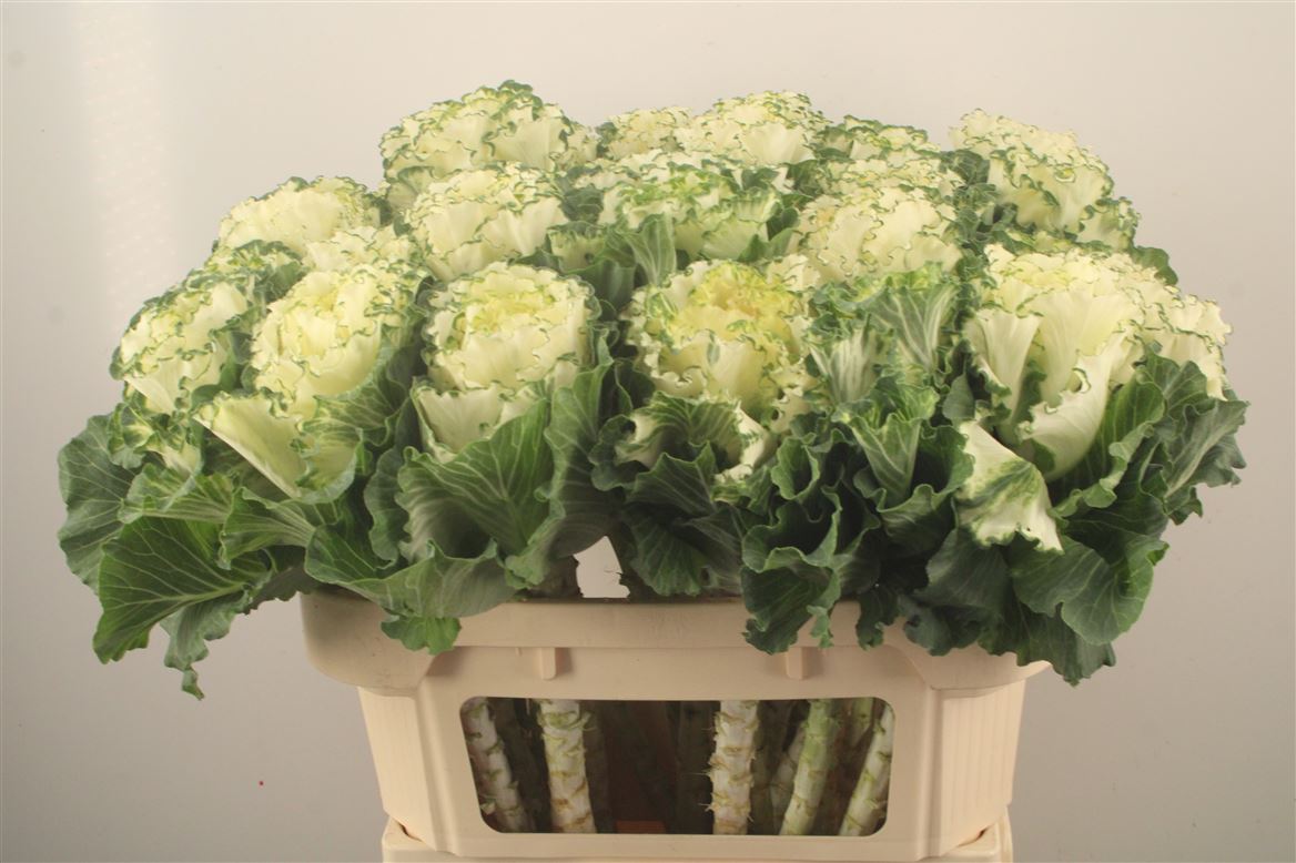 Brassica White Lady 70cm