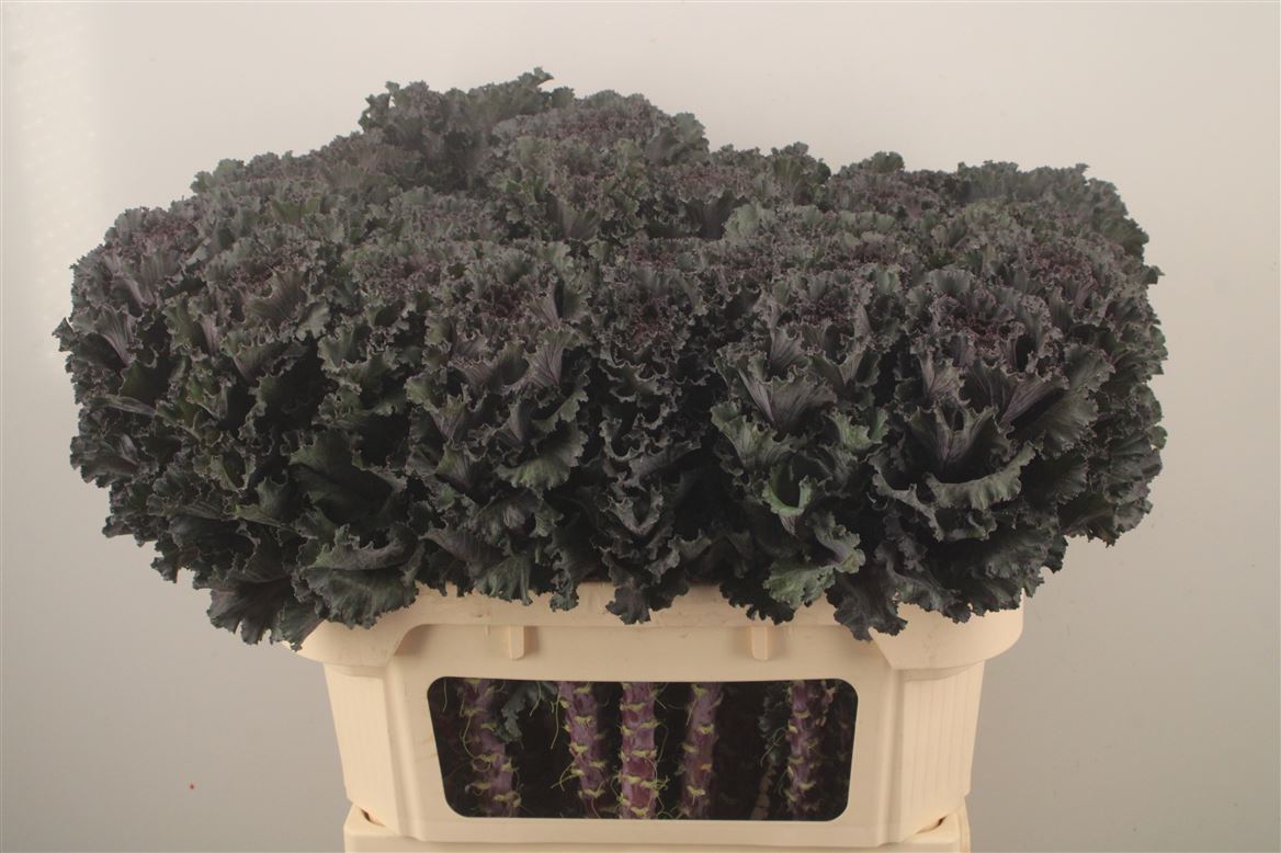 Brassica Black Angel 70cm