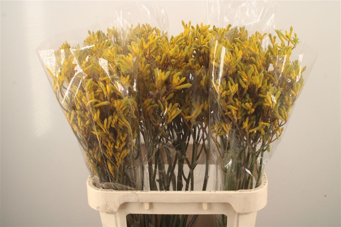Anigozanthos Yindi 80cm