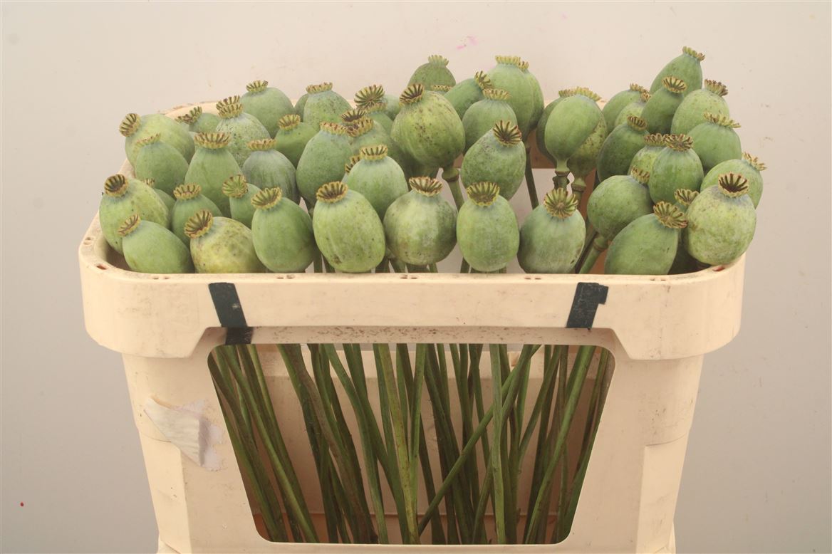 Papaver Somniferum Seedbox 65cm