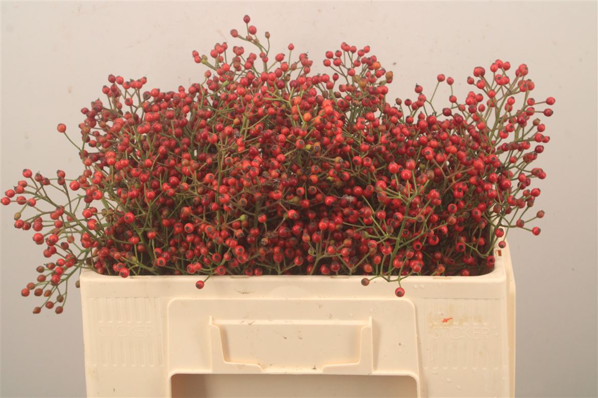 Rosa Magical Orange Cascade 50cm