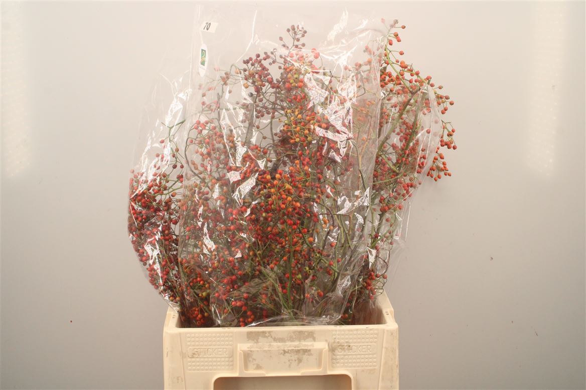 Rosa Corallo 70cm