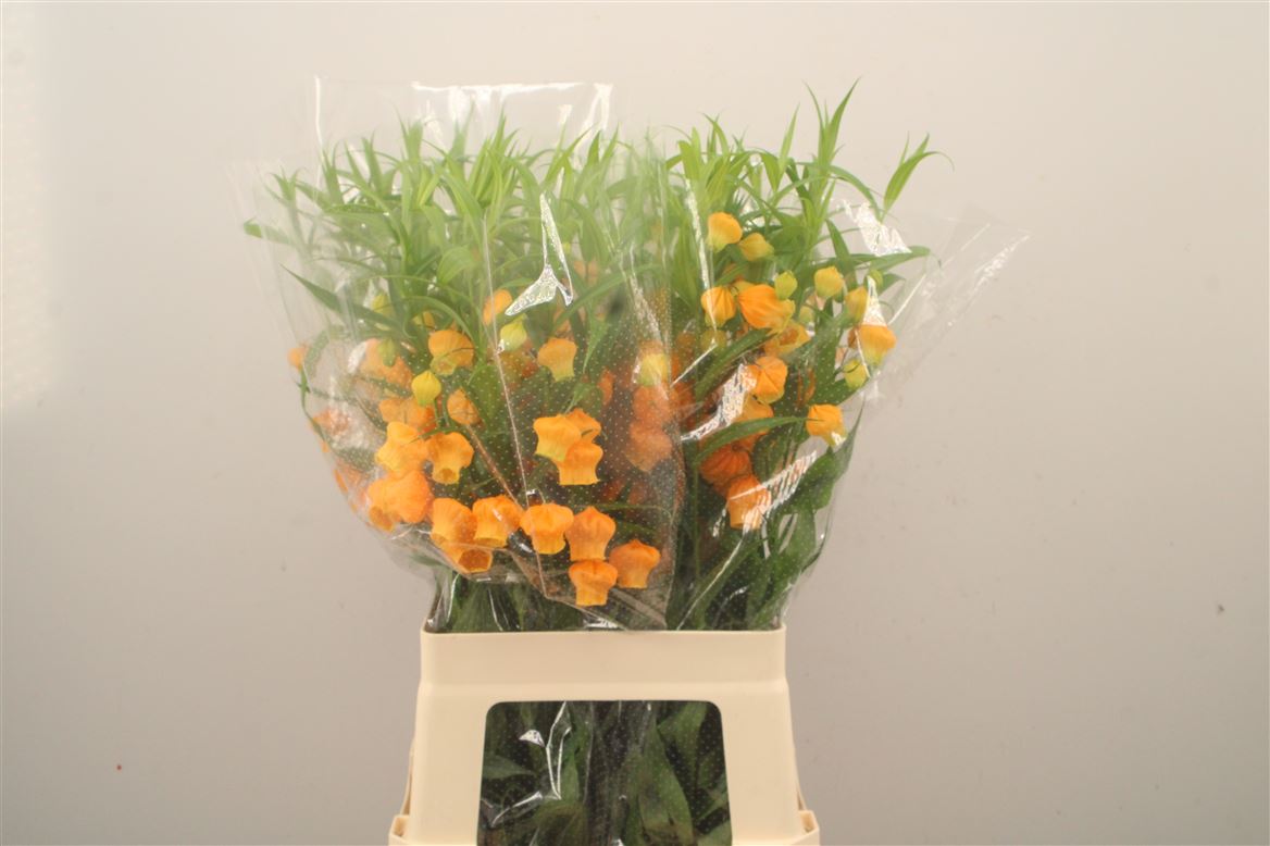 Sandersonia Aurantiaca 70cm
