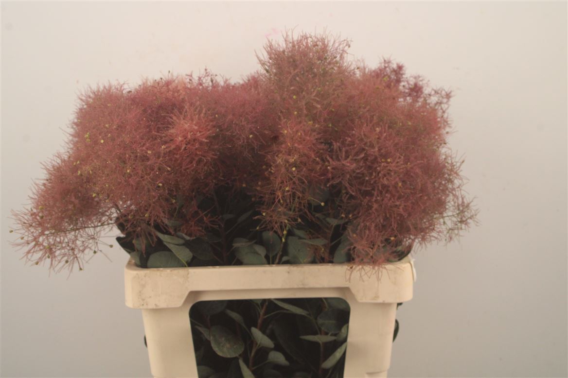 Cotinus Coggygria Magical Torch 60cm
