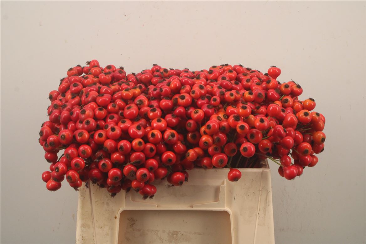 Rosa Red Hooijdonk 2.0 35cm