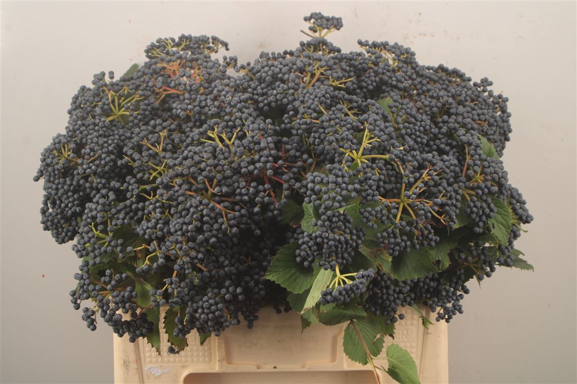 Viburnum Dark Blue Hermania 60cm 3-hd