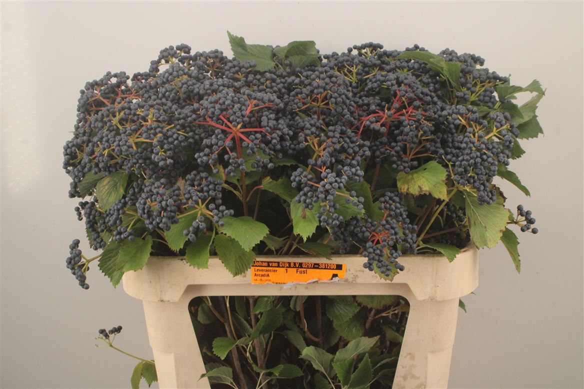 Viburnum Dark Blue Hermania 80cm 5-hd