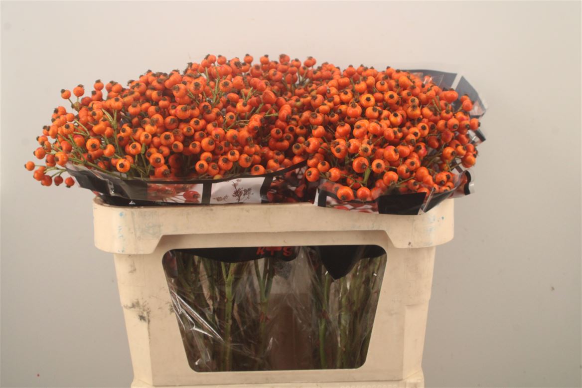 Rosa Hiphop Sunset 70cm